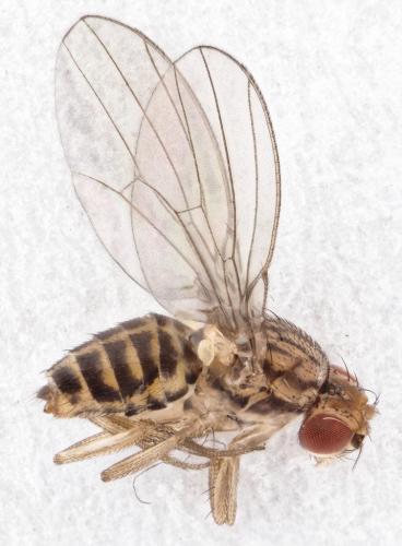 Drosophila busckii